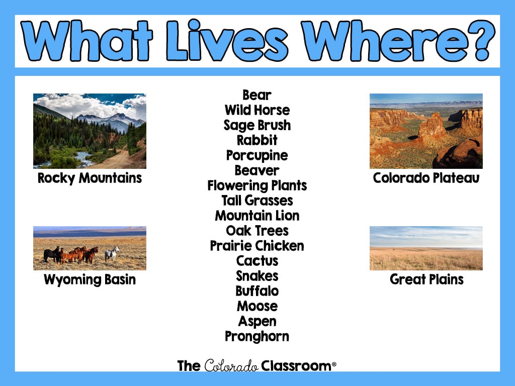 A light blue frame inside which is 4 different landscape pictures of Colorado, each labeled. In between the landscape pictures is a column of words that are a list of plants, trees, and animals that live in Colorado. The words "What Lives Where?" are also in light blue, and "The Colorado Classroom" logo is in black.