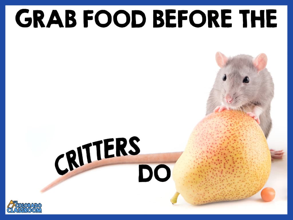 On the right lies a yellow and orange pear and a piece of candy. A mouse is on its back legs, touching the pear with its front legs. The text on the image reads, "Grab food before the critters do." The word "critters" follows along the tail of the mouse.